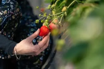 Satisfy your strawberry cravings (Photo: Leslie Taylor)