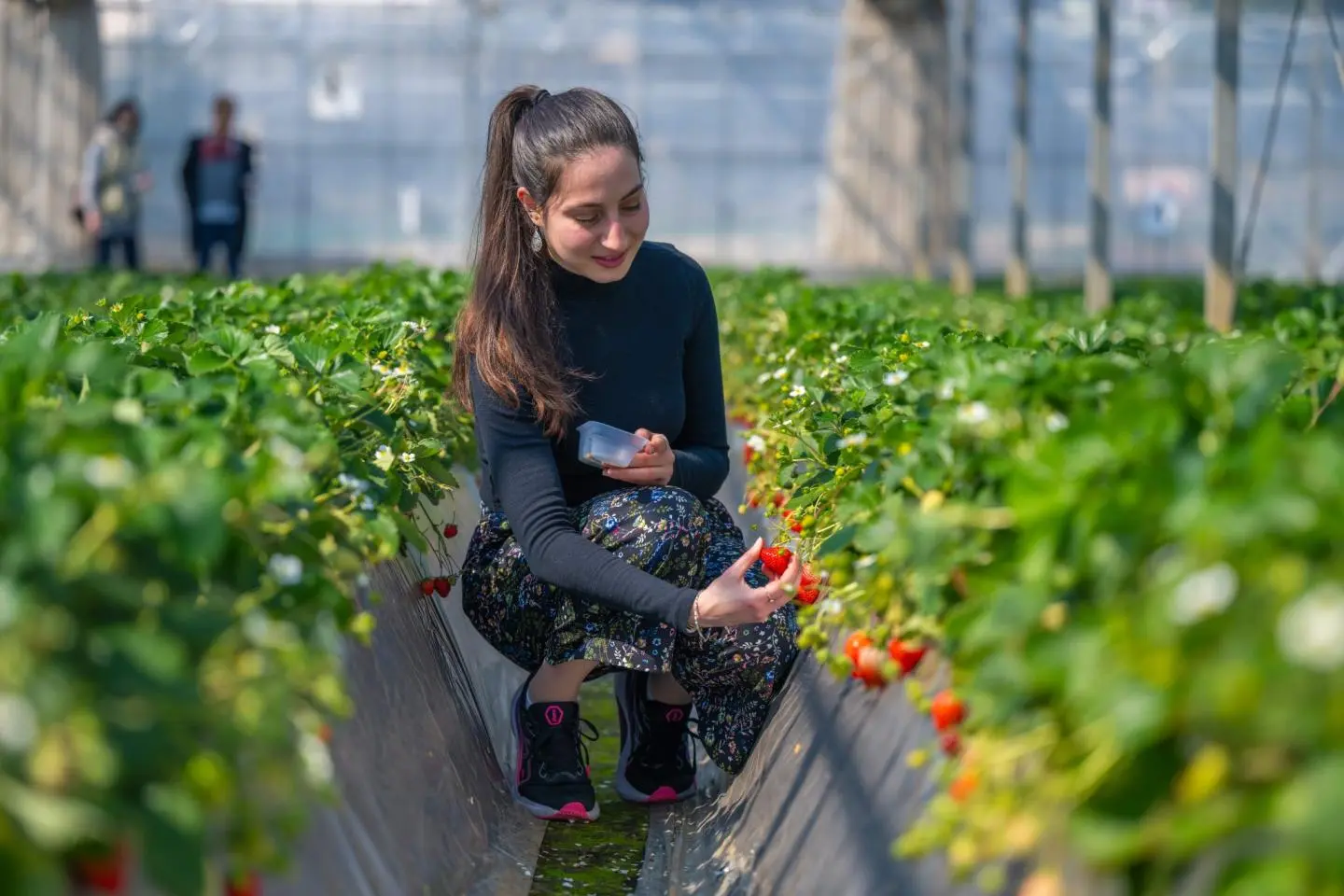 Strawberry Picking at Tsukuihama Tourist Farm 2026