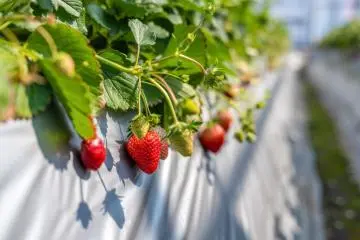 Delicious fruit ripe for picking (Photo: Leslie Taylor)