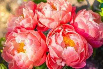 Senhime Peony Festival 2027