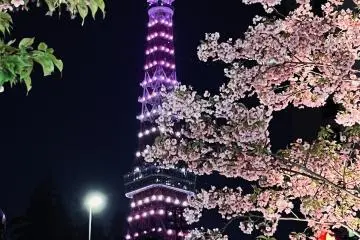 Cherry blossoms and Tokyo Tower