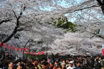 Ueno Cherry Blossom Festival 2027