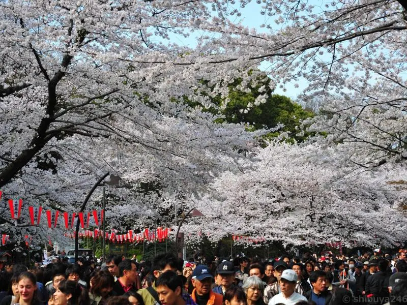 tokyo-ueno-cherry-blossom-