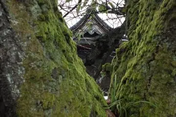 Most temples in Fukui seem to have moss