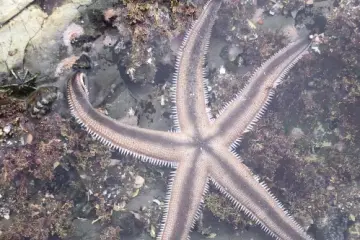 Starfish can be found in the rock pools
