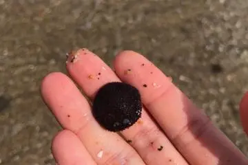 Living sea dollars can also be found in the rock pools