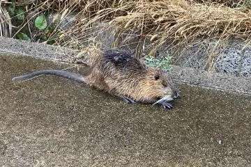 You can sometimes see muskrats swimming around the edges of the island