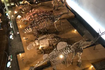 The museum has 50 real-sized dinosaur exhibits as part of their permanent exhibition
