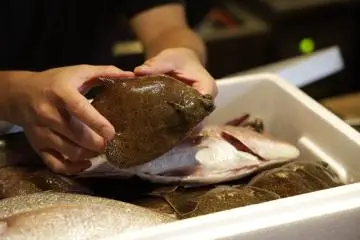 Gohan Fresh Fish of the Day