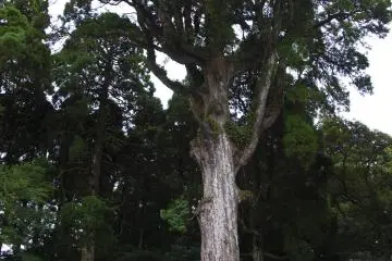 One of the ancient protected trees in the area. This one is said to be over eight-hundred years old.