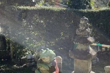 Bask in the sun with this little frog