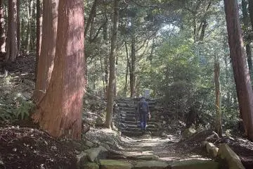 Beautiful red pines line the paths