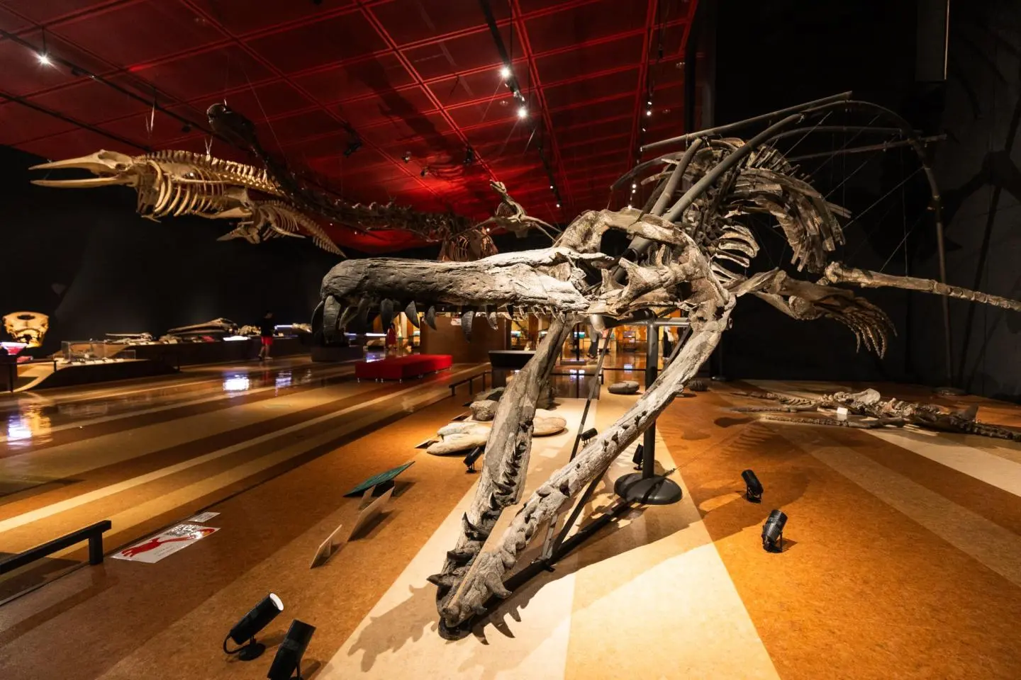 Fossile de pliosaure (Photo: Pete Leong)