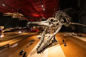 Fossile de pliosaure