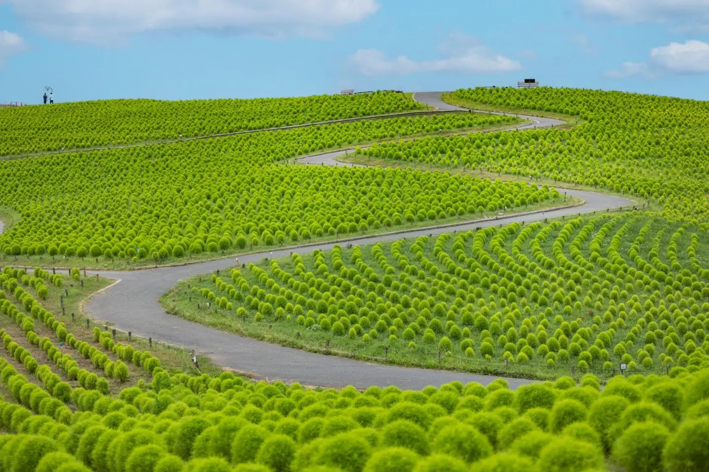Vue estivale sur les kochia à Miharashi Hill (Photo: Fabien Recoquille)