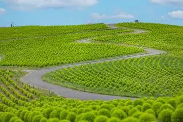 Vue estivale sur les kochia à Miharashi Hill