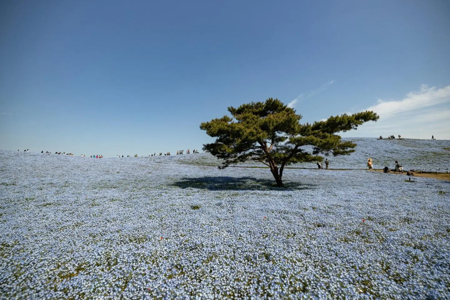 Une mer de némophiles bleus au printemps (Photo: Fabien Recoquille)
