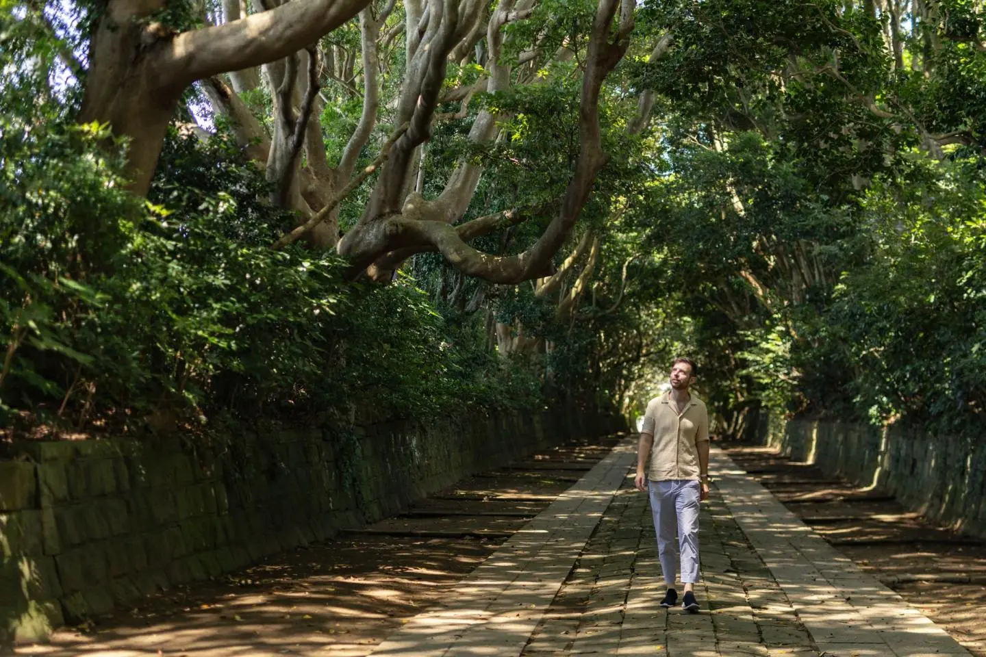 Marcher dans le corridor d'arbres (Photo: Fabien Recoquille)