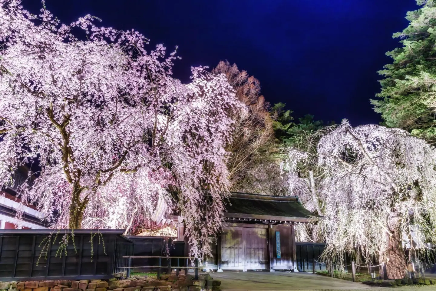 Fleurs de cerisier près d’une résidence de samouraïs de Kakunodate
