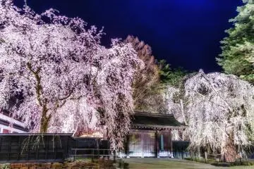 Fleurs de cerisier près d’une résidence de samouraïs de Kakunodate