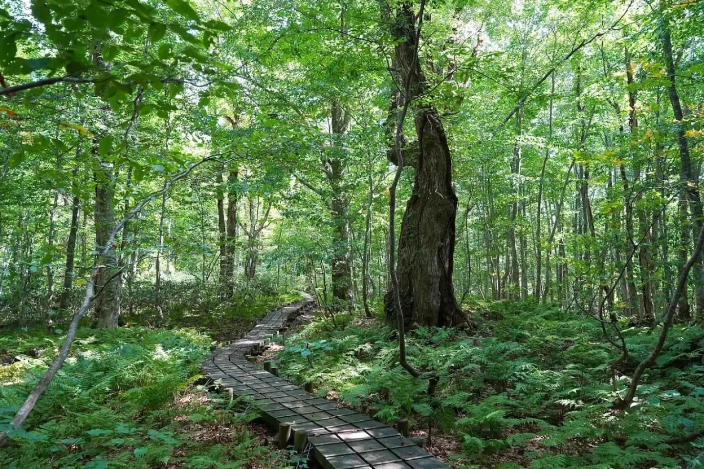 Forêt vierge de hêtre à Shirakami-Sanchi