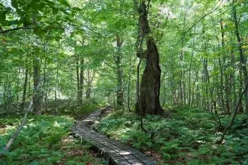 Forêt vierge de hêtre à Shirakami-Sanchi