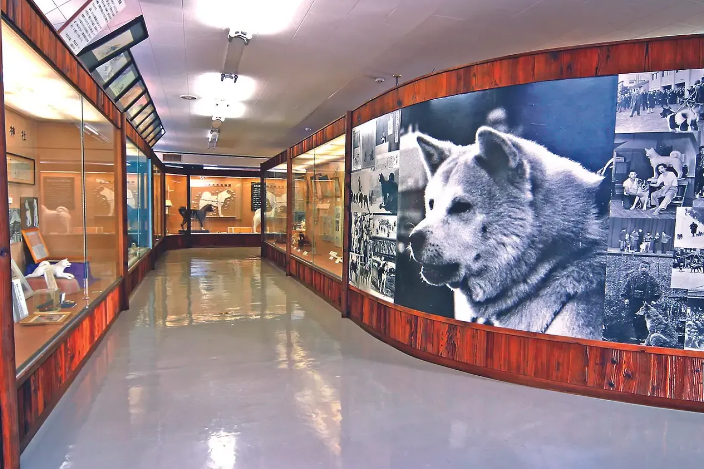 Exposition sur l'Akita Inu