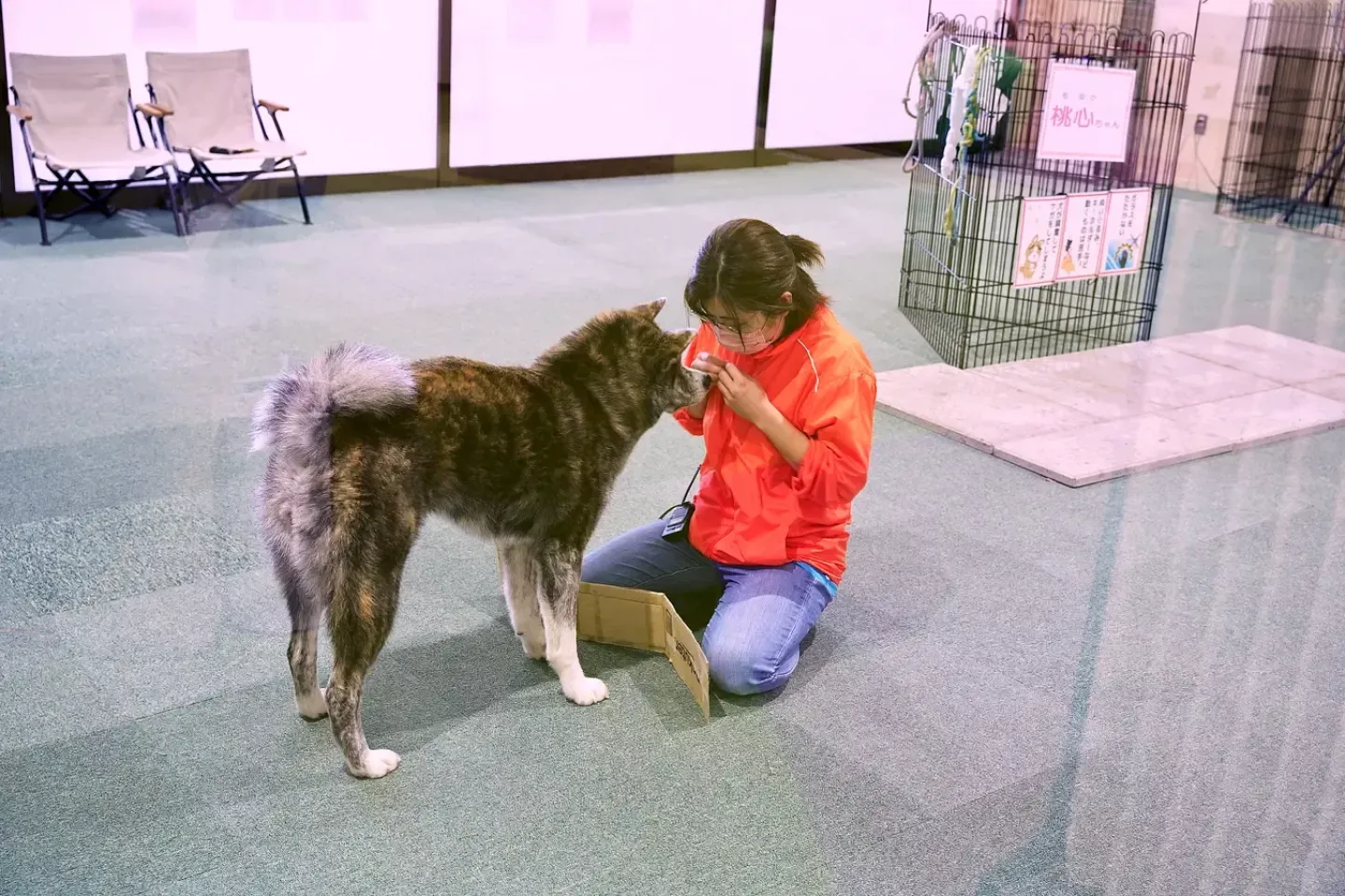 Salle d'exposition des Akita Inu