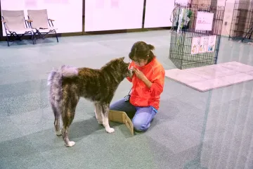 Salle d'exposition des Akita Inu