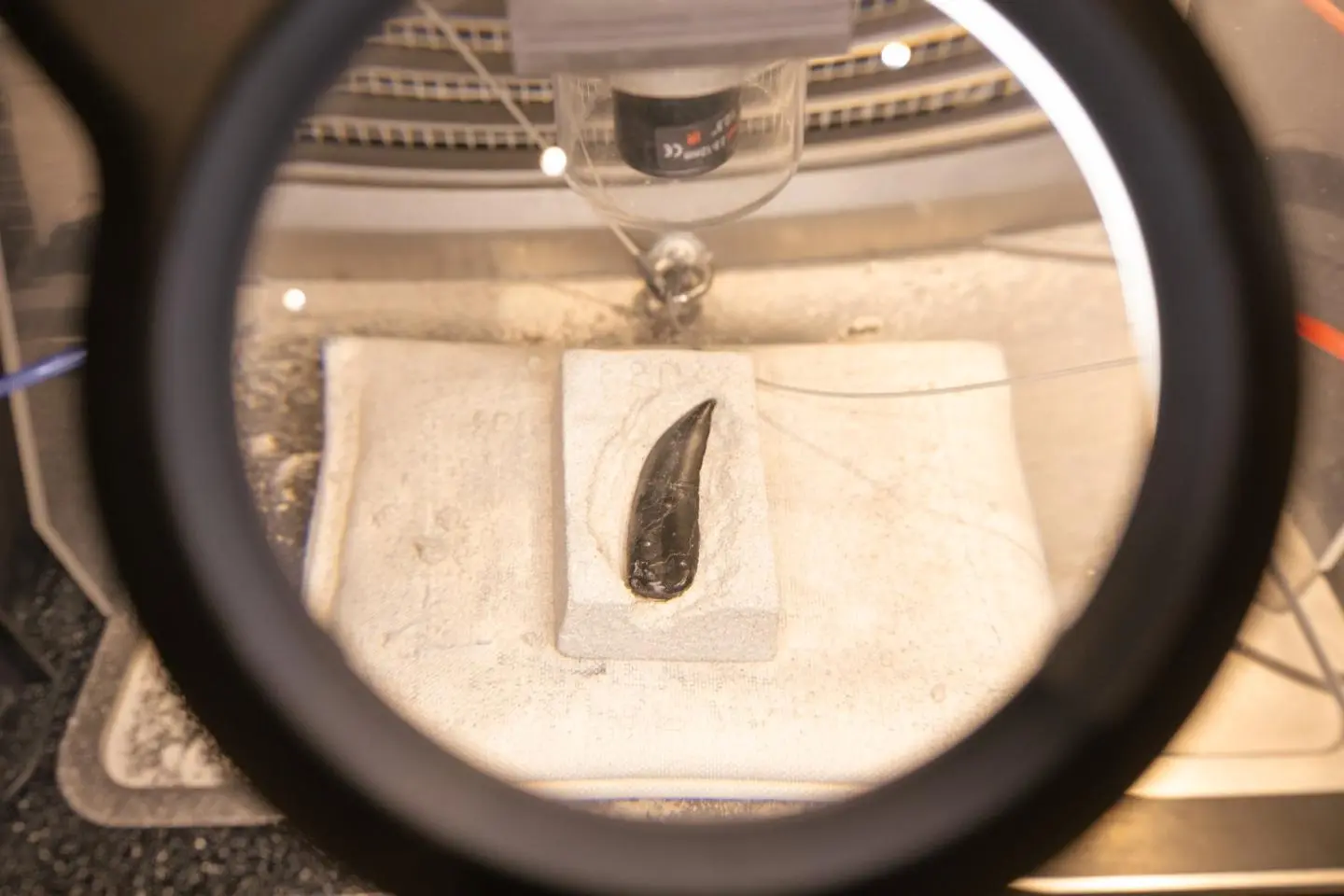 Fossil preparation (照片由: Kota Hasegawa)