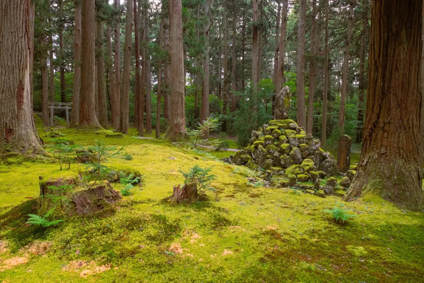 Moss-covered ground (照片由: Kota Hasegawa)