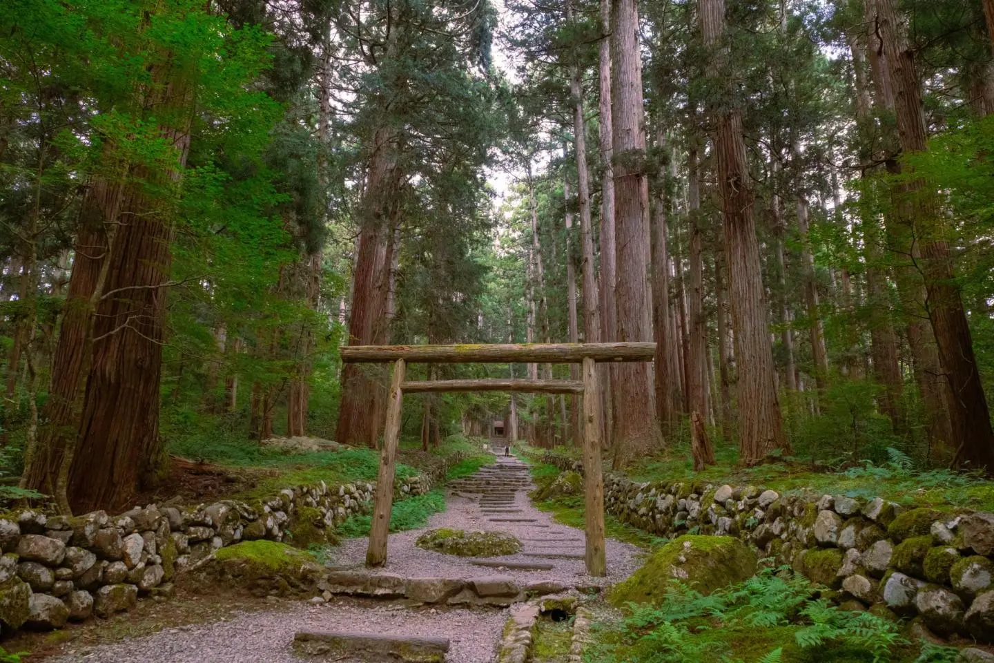 Forest path (照片由: Kota Hasegawa)