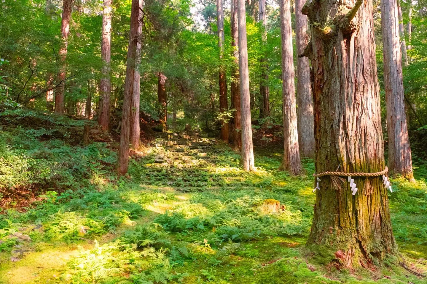 Verdant views (照片由: Kota Hasegawa)