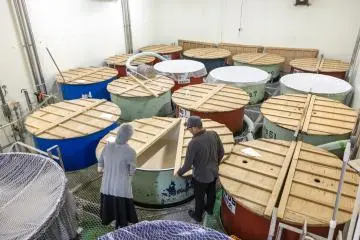 Sake barrels