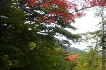 Fall colors