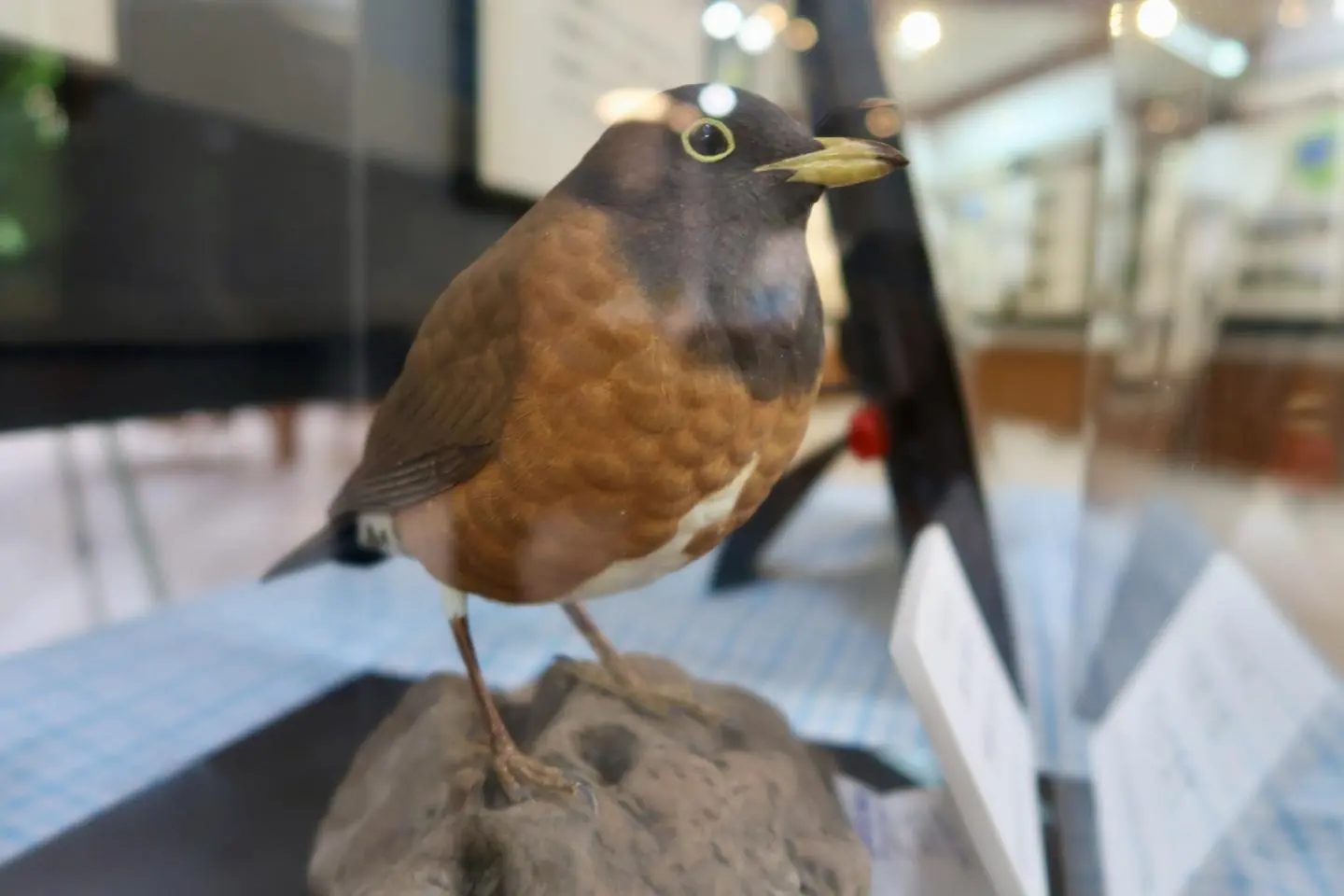 Model of the Izu Thrush