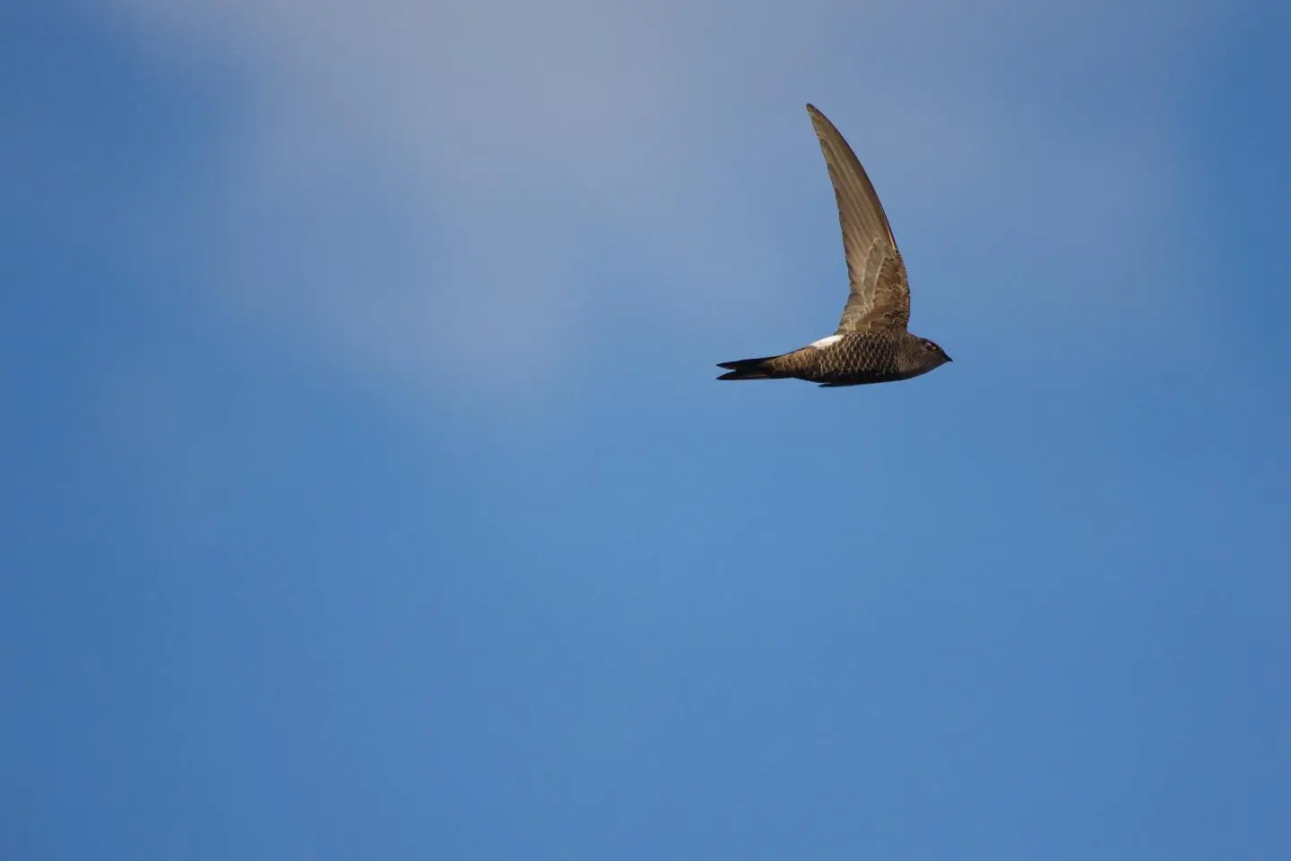 Pacific Swift (เครดิตรูปภาพ: Wild Bird Society of Japan)