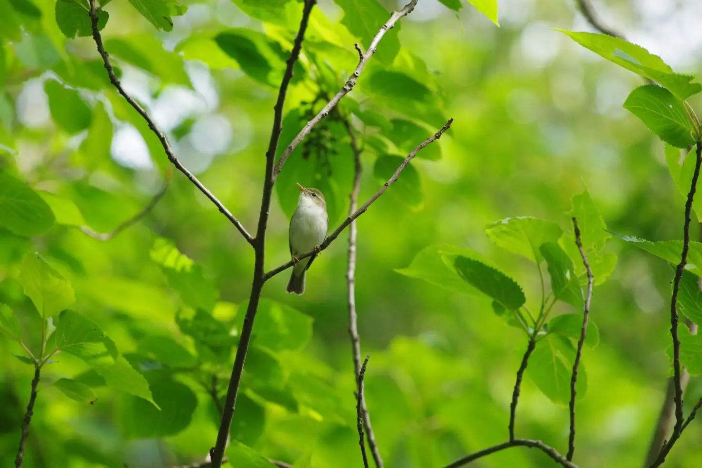 Ijima’s Leaf Warbler (เครดิตรูปภาพ: Wild Bird Society of Japan)