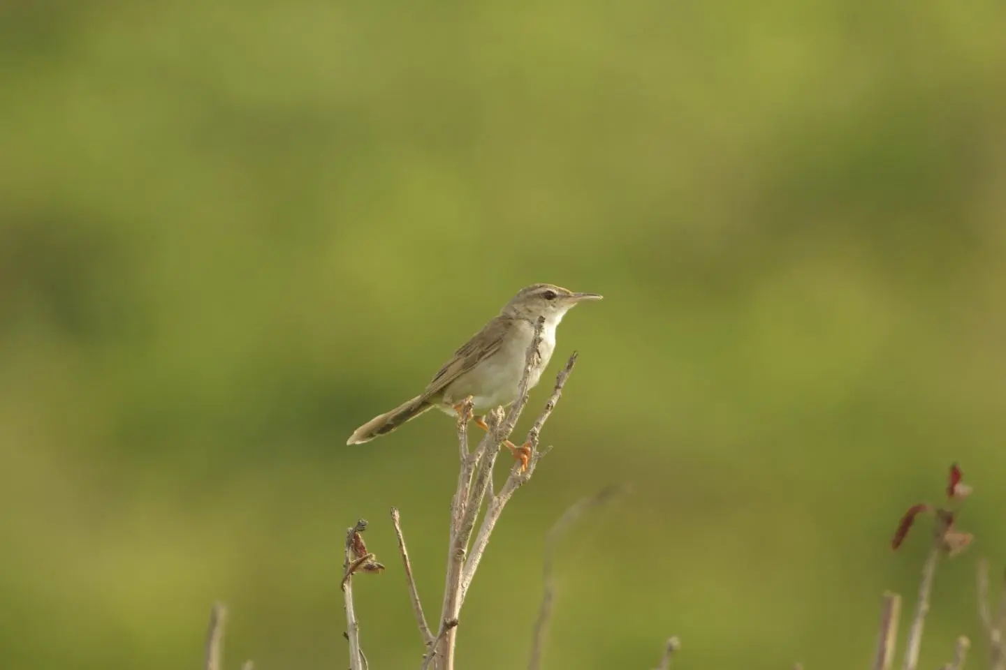 Styan's Grasshopper Warbler (เครดิตรูปภาพ: Wild Bird Society of Japan)