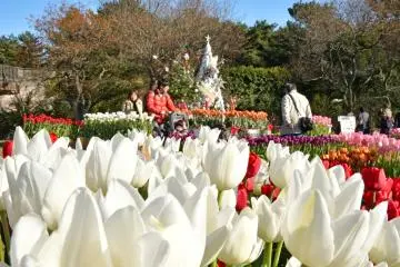 Tulips galore at the Memorial Forest Rest House