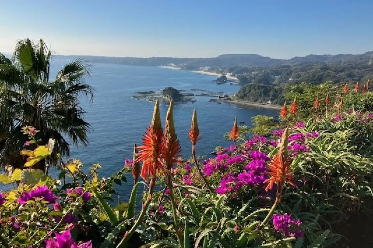 Izu Shirahama Aloe Flower Festival 2026-2027