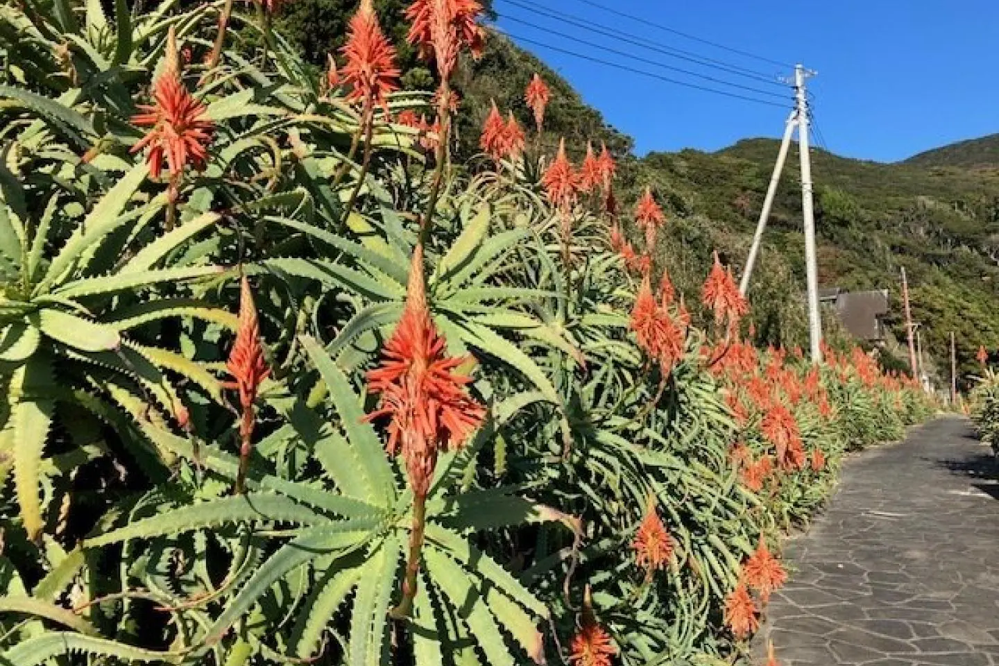 Photo: Tokyo Aloe Co., Ltd