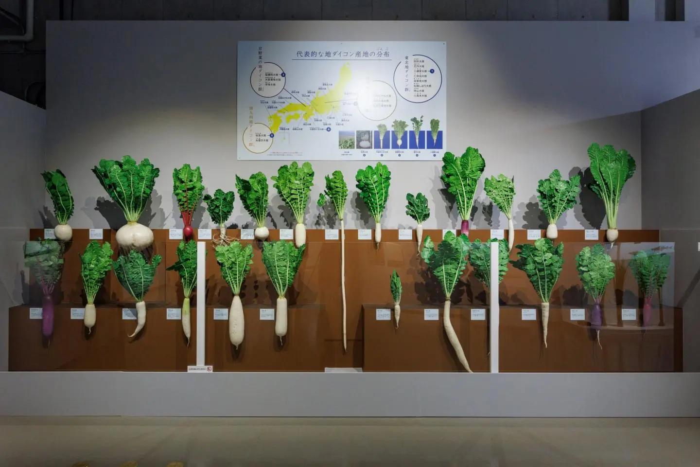 A glimpse at all things radishes from the Tokyo event (Photo: Chukyo Television Broadcasting Co., Ltd)