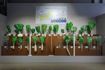 A glimpse at all things radishes from the Tokyo event