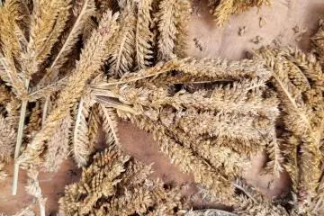 Finger millet being dried