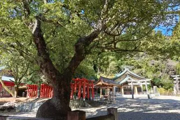 Hachiman Jingu grounds 