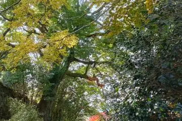 Shiroyama Park  