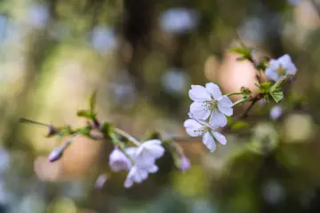 Wild Sakura on Mt. Anbou