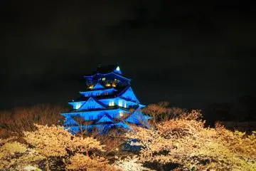 Blossoms after dark at Osaka Castle