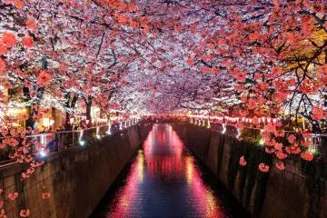 Tips for Sakura Viewing in Japan